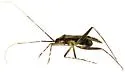 Phytocoris arizonensis - photo 3