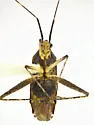 Phytocoris baboquivari - Phytocoris baboquivari