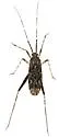 Phytocoris baboquivari - photo 2