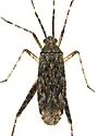 Phytocoris baboquivari - photo 3