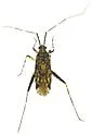 Phytocoris baboquivari - photo 4