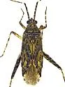 Phytocoris baboquivari - photo 5