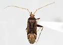 Phytocoris berbericola - Phytocoris berbericola