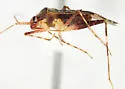 Phytocoris berbericola - photo 2