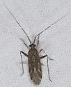 Phytocoris borregoi - Phytocoris borregoi