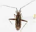 Phytocoris borregoi - photo 2