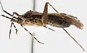 Phytocoris borregoi - photo 3