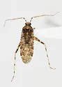 Phytocoris breviatus - Phytocoris breviatus