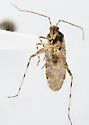 Phytocoris breviatus - photo 3