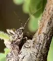 Phytocoris brevicornis - photo 2
