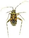 Phytocoris brevicornis - photo 3
