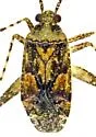 Phytocoris brevicornis - photo 4