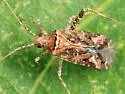 Phytocoris brevifurcatus