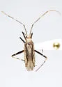 Phytocoris brevisetosus - Phytocoris brevisetosus