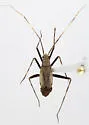 Phytocoris brevisetosus - photo 3
