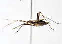 Phytocoris brevisetosus - photo 4