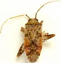 Phytocoris breviusculus - Phytocoris breviusculus