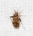 Phytocoris breviusculus - photo 2