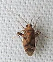 Phytocoris breviusculus - photo 3