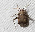 Phytocoris breviusculus - photo 4