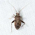 Phytocoris breviusculus - photo 5