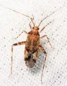 Phytocoris canadensis