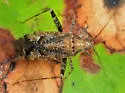 Phytocoris canadensis - photo 2