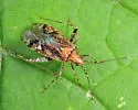 Phytocoris canadensis - photo 3