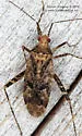 Phytocoris canadensis - photo 4
