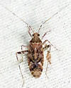 Phytocoris canadensis - photo 5