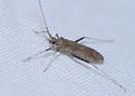 Phytocoris canescens - photo 2