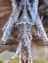 Phytocoris canescens - photo 4