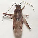 Phytocoris carnosulus - Phytocoris carnosulus