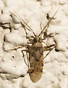 Phytocoris carnosulus - photo 2