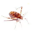 Phytocoris carnosulus - photo 3