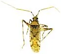 Phytocoris carnosulus - photo 4
