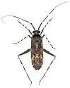 Phytocoris catalinae - Phytocoris catalinae