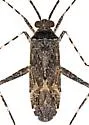Phytocoris catalinae - photo 2