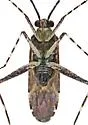 Phytocoris catalinae - photo 3