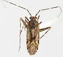 Phytocoris catalinae - photo 4