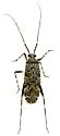 Phytocoris cercocarpi - Phytocoris cercocarpi