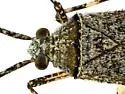 Phytocoris cercocarpi - photo 3