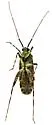Phytocoris cercocarpi - photo 4