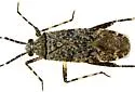 Phytocoris cercocarpi - photo 5