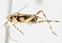 Phytocoris chemehuevi - photo 2