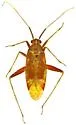 Phytocoris cochise