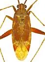 Phytocoris cochise - photo 2