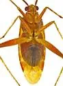 Phytocoris cochise - photo 3
