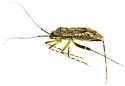 Phytocoris commissuralis - photo 2