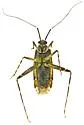 Phytocoris commissuralis - photo 3